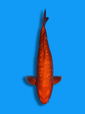 Big Scale Doitsu Ginrin Benigoi | Koi&Co.